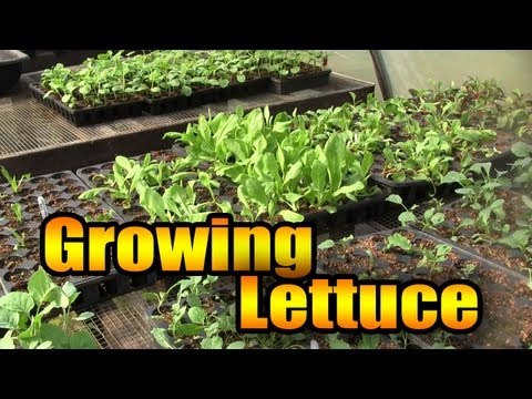 how to grow lettuce