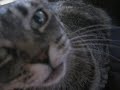 Squeaky Speaks