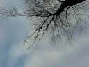 House of red tailed hawk