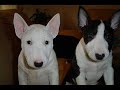 I've made this video for my sister (the breeder misterybulls) and anyone who likes to see miniatur bull terriers having a good time. I love the dogs, they are fantastic and sweet. I hope you'll enjoy it.