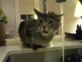 Thirsty Cat