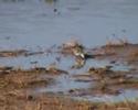 (Little Stint) Calidris minuta (Little Stint) Calidris minuta