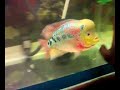 Deportment training flowerhorn