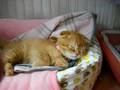 眠そうな猫