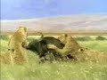 ASLAN VE BUFOLO (BELGESEL)