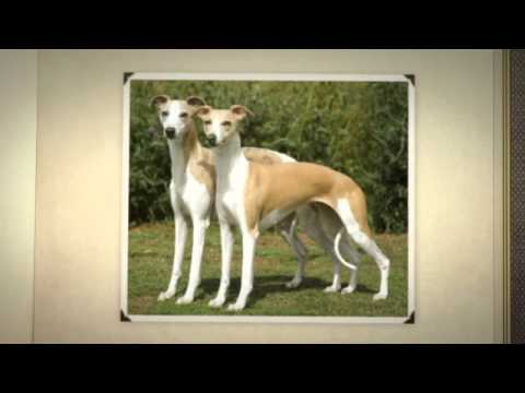 how to train whippets