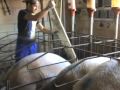 La realidad oculta tras la carne de cerdo. parte 1/5