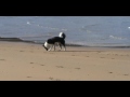 Perro de Osos de Carelia, Yubait de Gautegiz Perro de Osos de Carelia, Yubait de Gautegiz