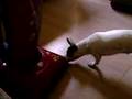 Hops the 3 leged wonder dog vs the dirt devil