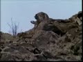 Snow leopards mating - www.snowleopard.org
