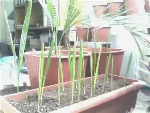 how to transplant phoenix canariensis
