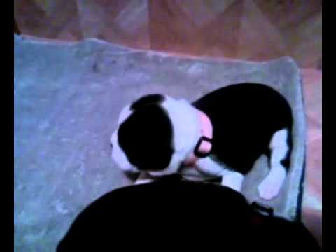 Lucy female Boston Terrier pup at 3 weeks old