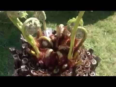 how to transplant dicksonia antarctica
