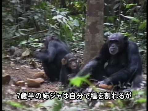 CHIMPANZEE