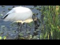 Green Cay Wetlands 2012-05-20 an assortment of local wildlife