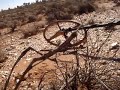 digging a 4 gram gold nugget