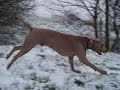 Max the Weimaraner, in the snow