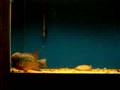 videos de Franco 8/5/08