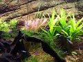 planted aquarium with co2 / t5 light  close up 