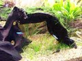 planted aquarium with co2 / t5 light  close up 