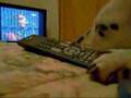 SQP  Dalmata le encanta el programa SQP Dalmatian