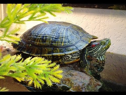 how to care for a baby red eared slider