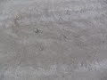 Closeup of tracked materials from landfill in Angelica, NY Dust is the big factor here until it rains when it will go into the streams. A.L. Blades cleaned the town road after doing work there. Soon to be Eliot Spitzers dump.