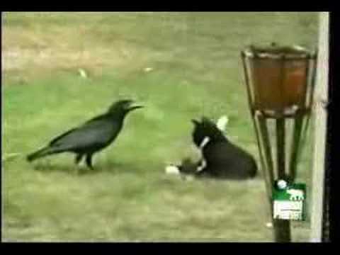 Kitten And Crow
