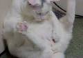 kitty play