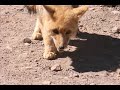 excursions faites depuis san pedro de atacama : une demi-journ�e en bolivie vers les lagunas blanca & verde, excursion aux geysers d'el tatio et le hameau de machica.