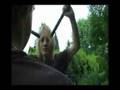 videos de Steeve Erwin