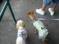New York City Canine Cruise!