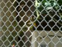 monkeys at the zoo