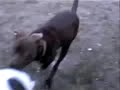 Dawa y Roco Dawa y Roco
