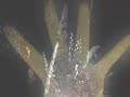 alien abduction