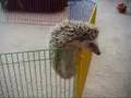 Hedgehog Escape!