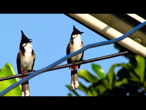 นกหัวจุก -