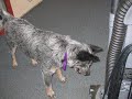 Cattle dog puppy attacks the vacuum