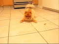 Noogie Being Funny