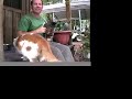 brians favorite cats 2006  big cat tv