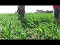 Corn Maze Corn Maze