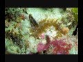 Scuba Do Zanzibar Promo - by Rahim Hamada ...