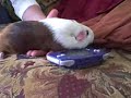 Fat Guinea Pig Playing A Game Boy!!! FUNNY!