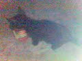 Knaks - Abandoned kitten likes frankfurters (continued)