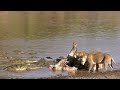 Lion Almost Loses Head to Croc