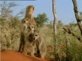 Telecom Meerkats - Cute Telecom Meerkats - Cute