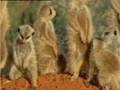 Telecom Meerkats - Cute