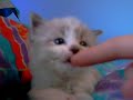Kitten Play Kitten Play
