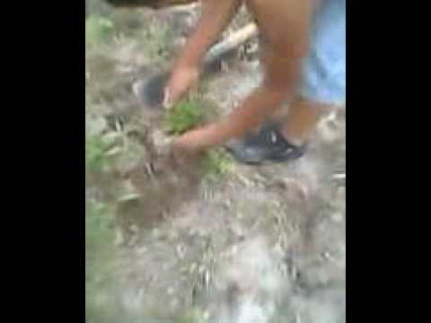 how to transplant black boy plant