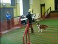 videos de Matisse en Jules Dogdancing Luik 2008